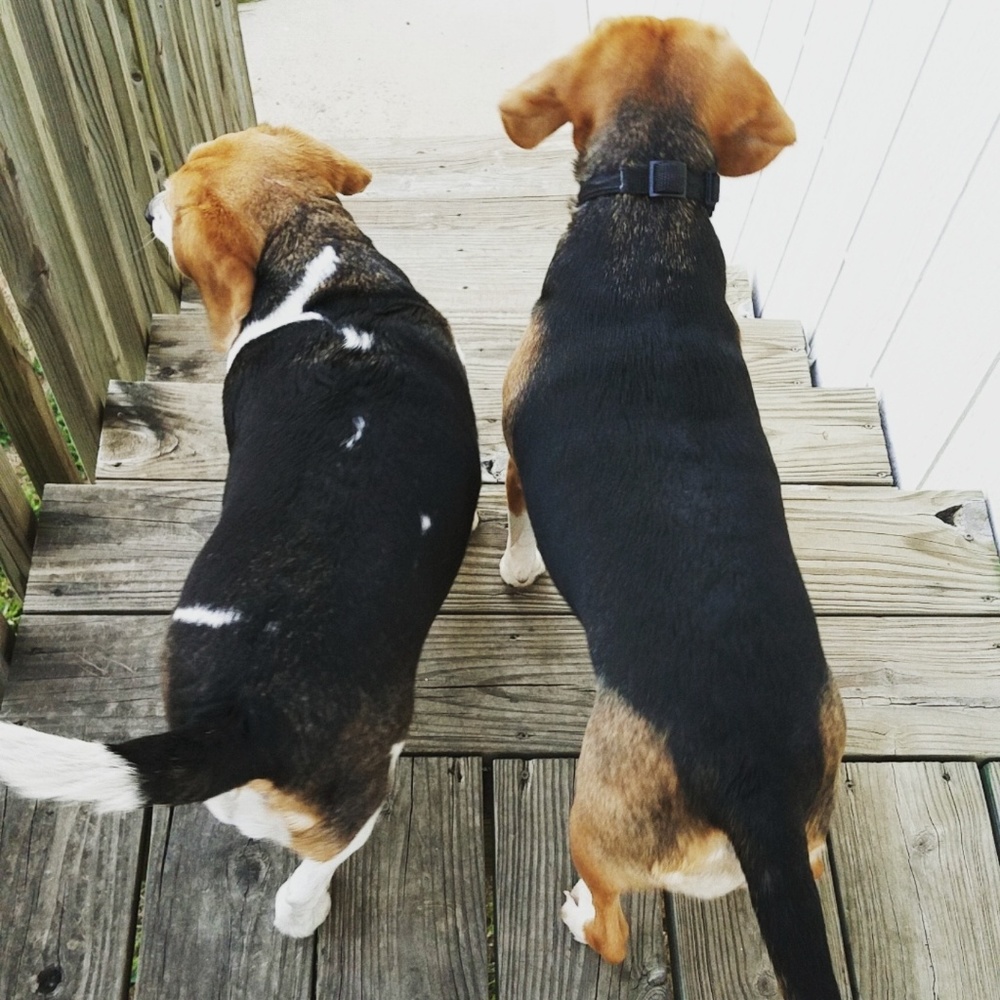 Dog Friendly Household!